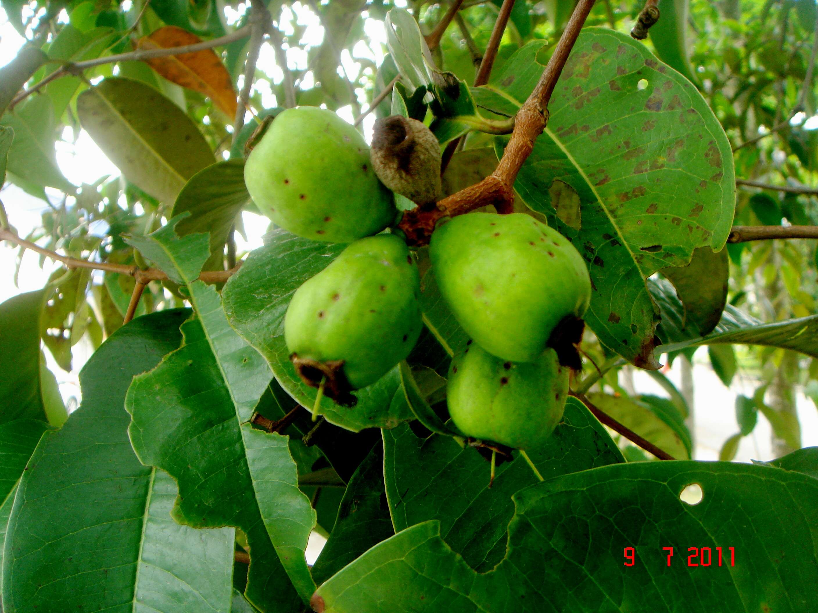 Image of Sea-Apple