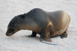 Image of Sea Lion