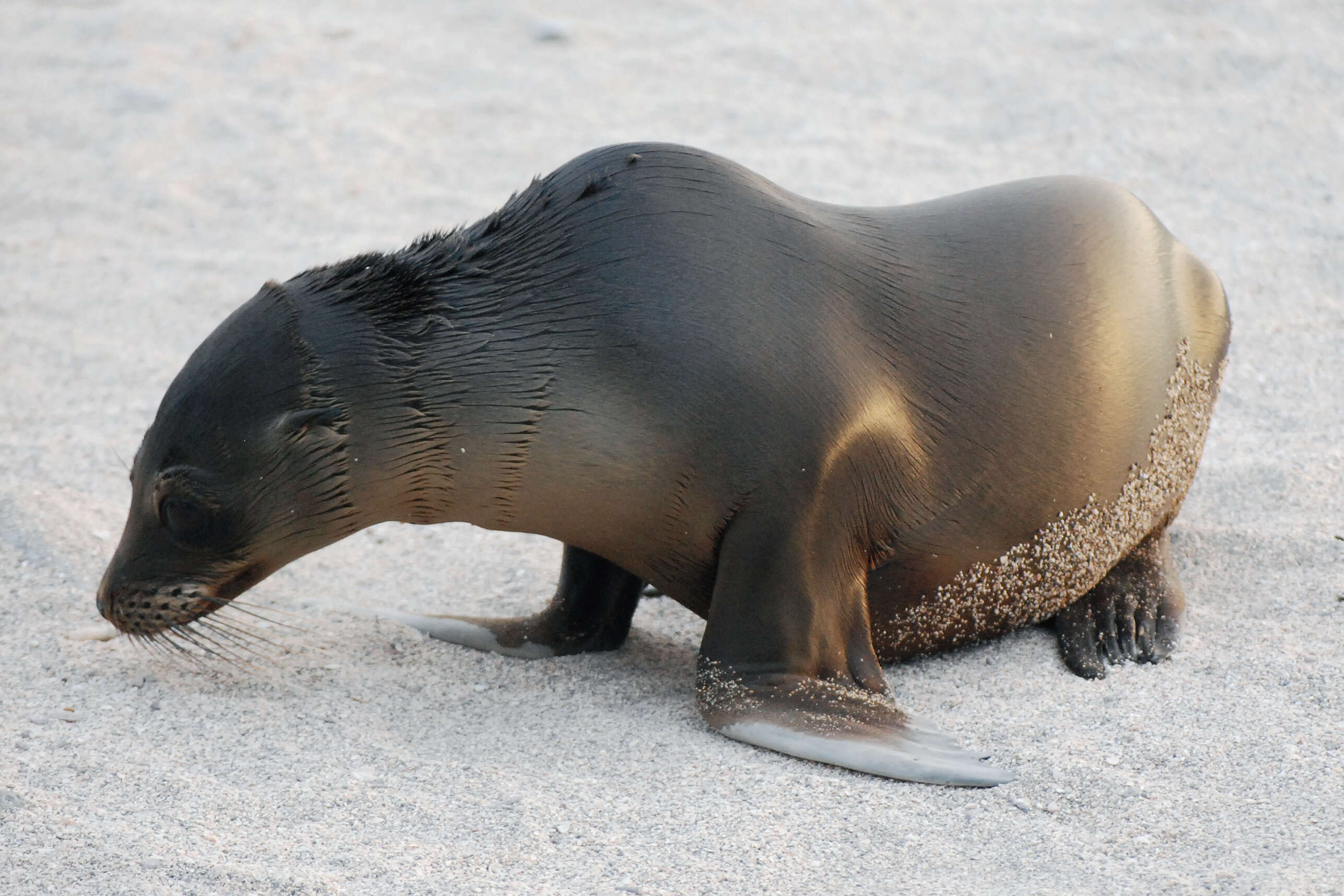 Image of Sea Lion