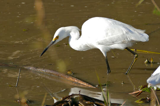 Image of Snowy Egret