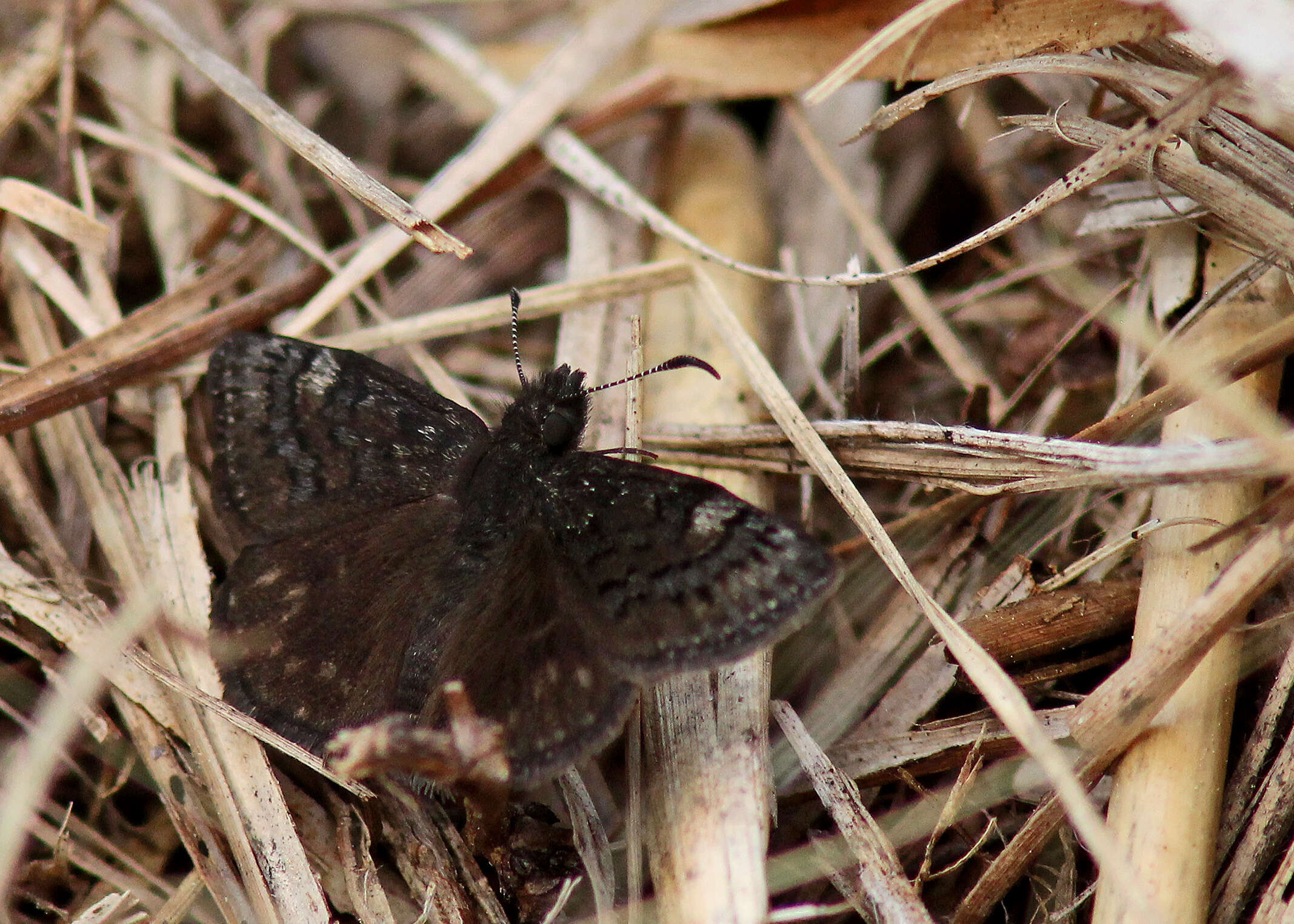 Image of Skipper