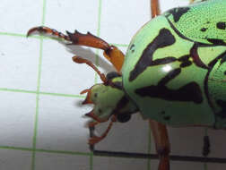 Image of flower chafers (beetles)