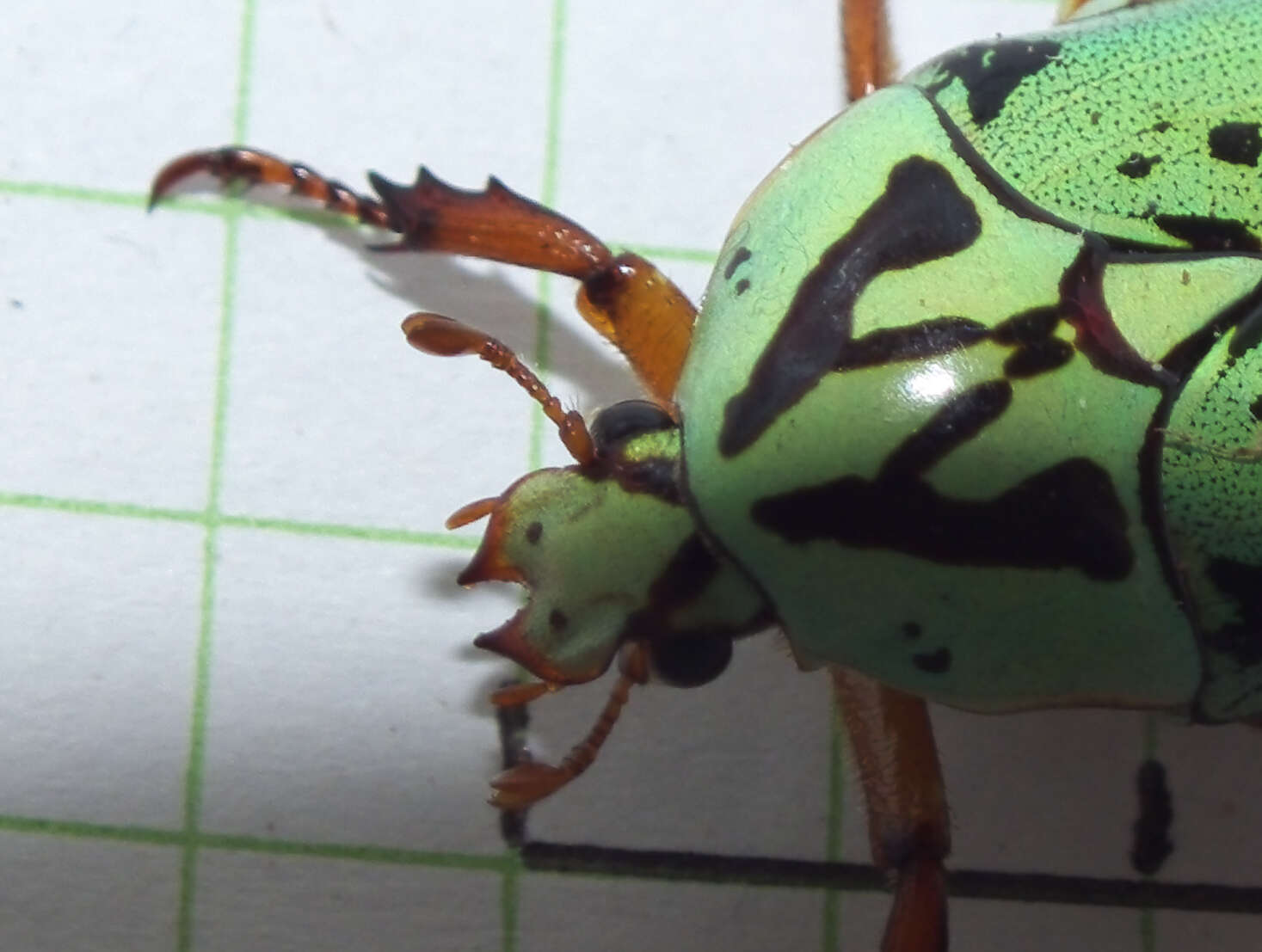 Image of flower chafers (beetles)