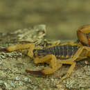 Image de Tityus serrulatus Lutz & Mello 1922