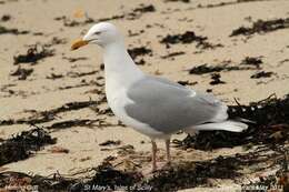 Image of European Herring Gull