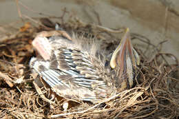 Image of American Robin