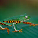 Image of Tiger-striped Leaf Frog