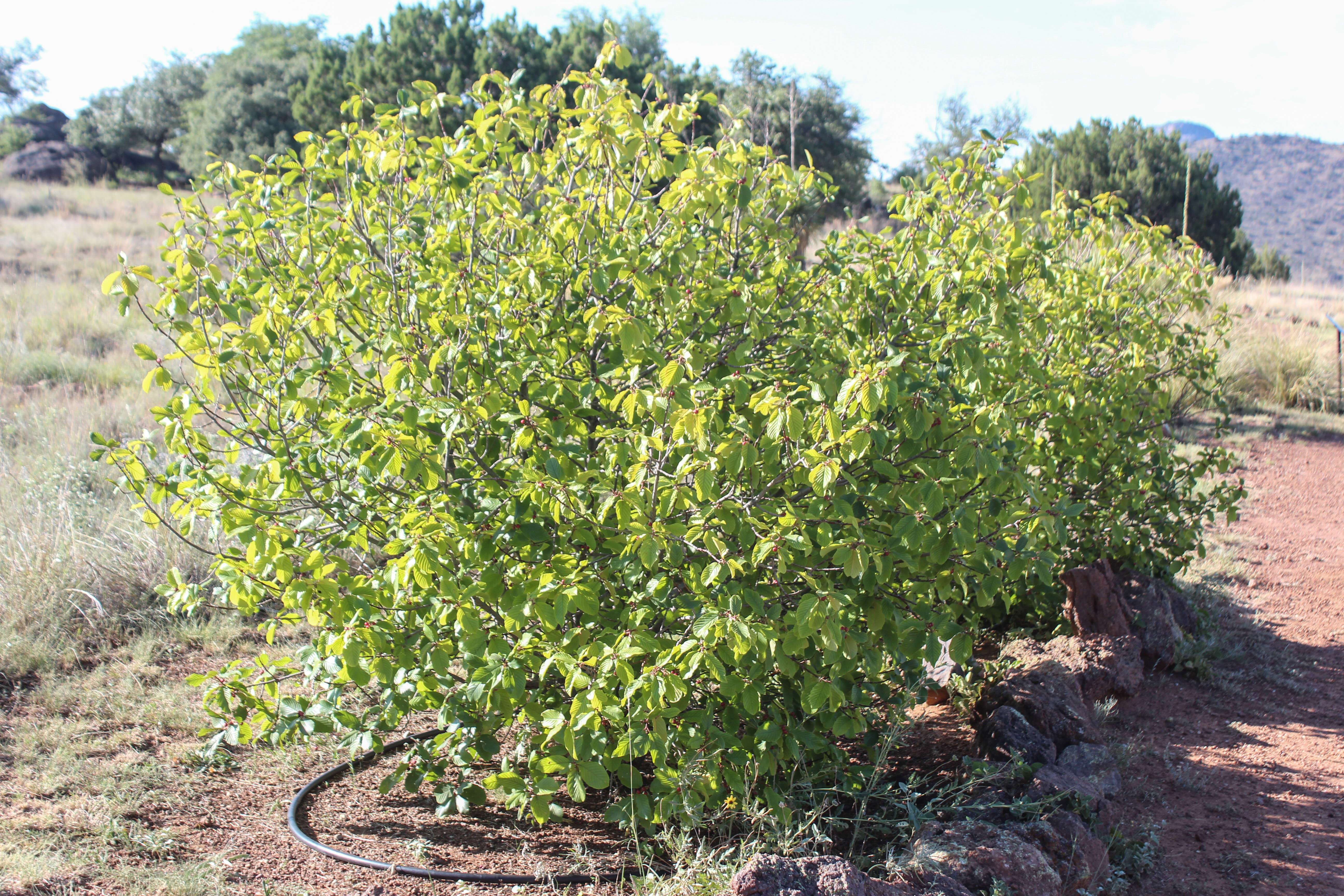 Image of beechleaf frangula