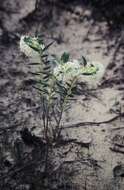 Image of Pimelea floribunda Meissn.