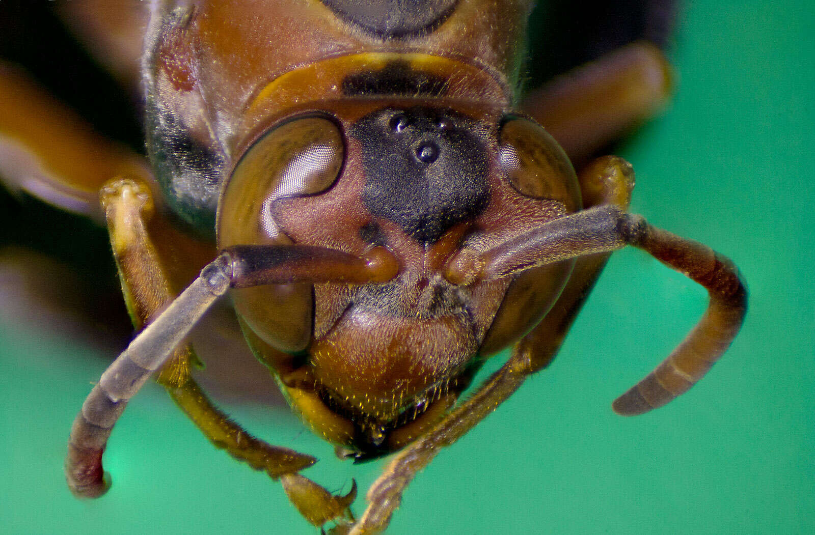 Image of Polistes