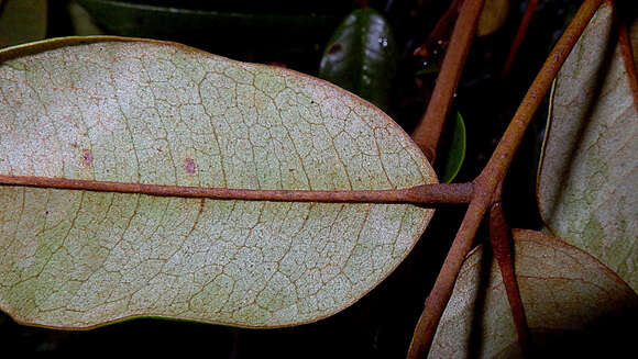 Image de Moldenhawera floribunda Schrad.