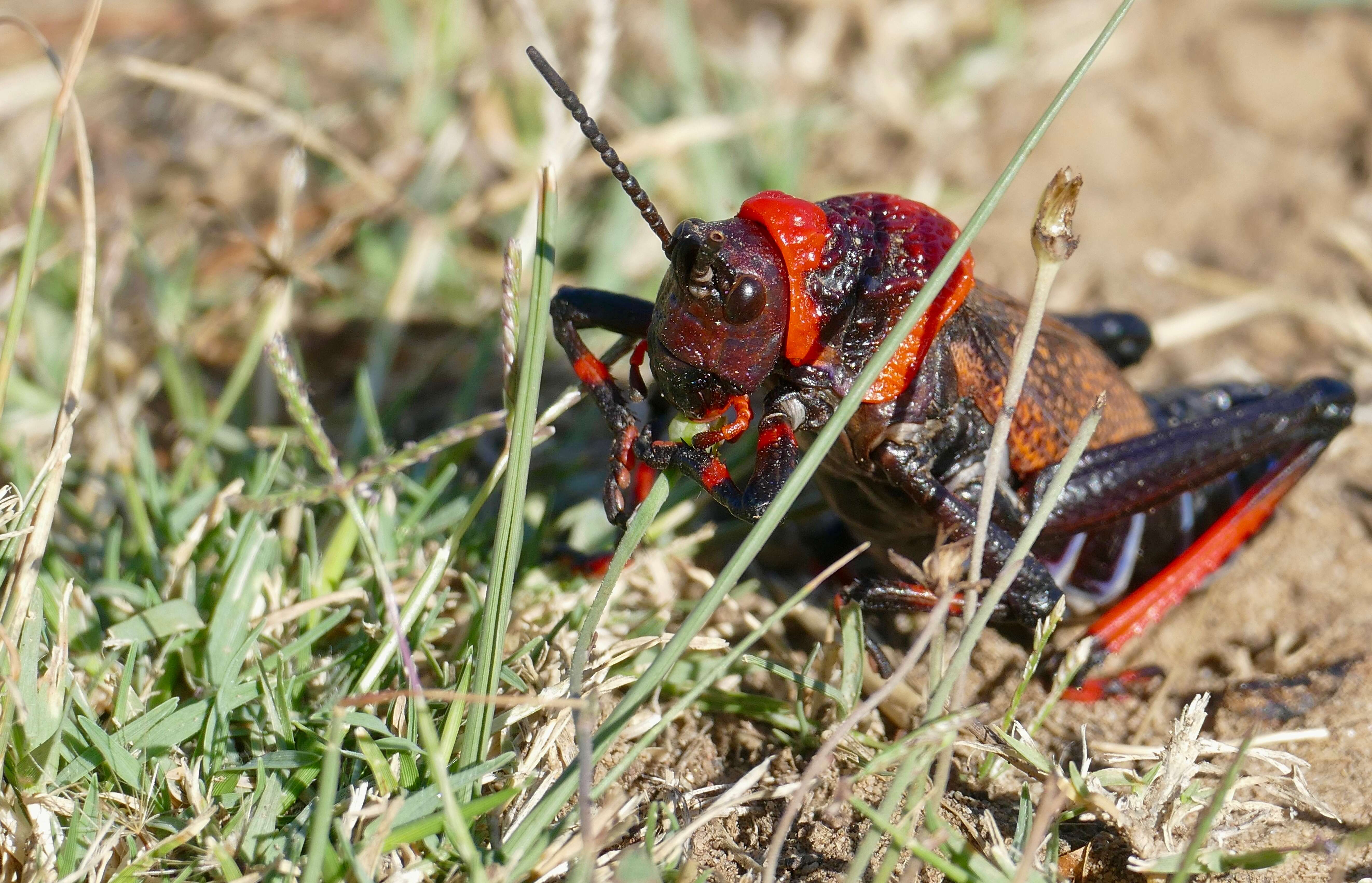 Plancia ëd Dictyophorus (Dictyophorus) spumans (Thunberg 1787)