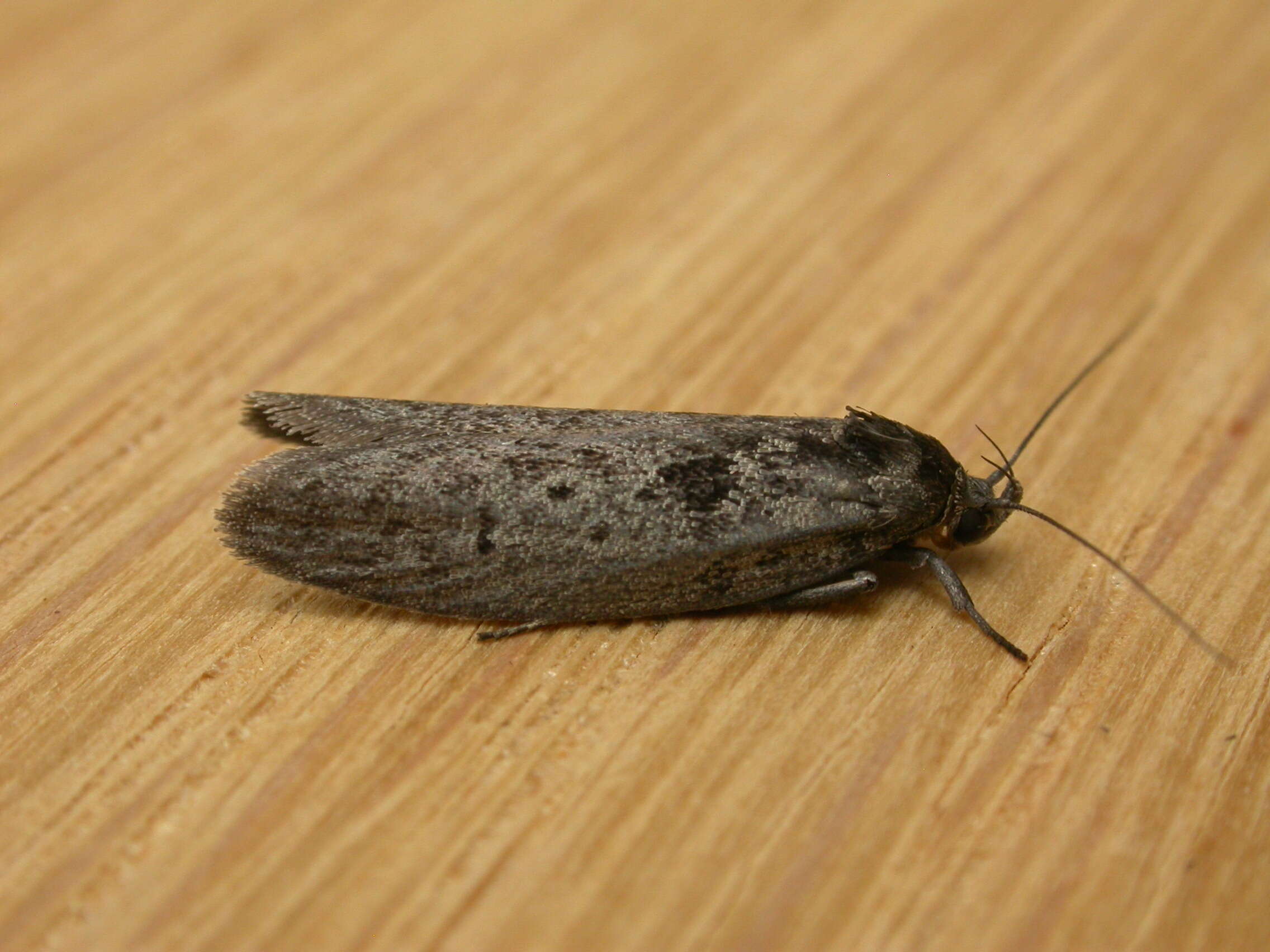 Image of concealer moths