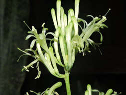 Image of bow string hemp