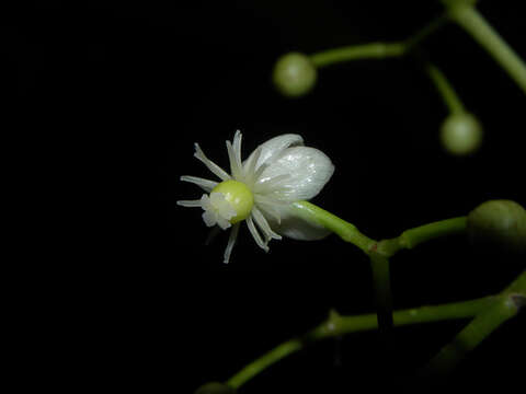 Image of Chrysochlamys glauca (Oerst.) Hemsl.