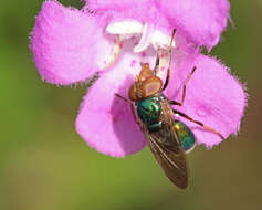 Image of Violet Bromeliad Fly