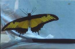 Sivun Papilio androgeus Cramer (1775) kuva