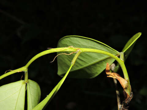 Image of Cynometra retusa Britton & Rose