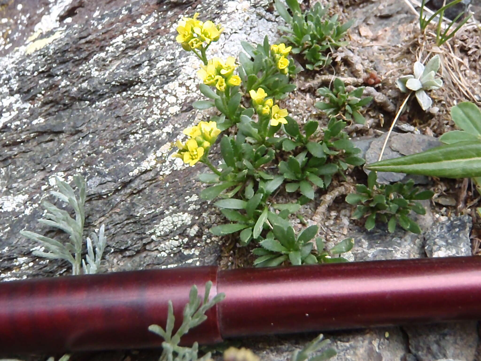 Image of Weber's draba