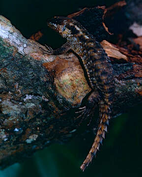 Image of Girdled Lizards