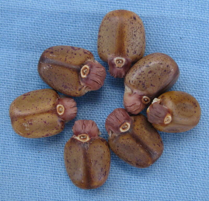 Image of Jatropha subaequiloba Radcl.-Sm.