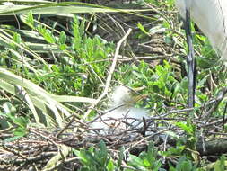 Image of Great Egret