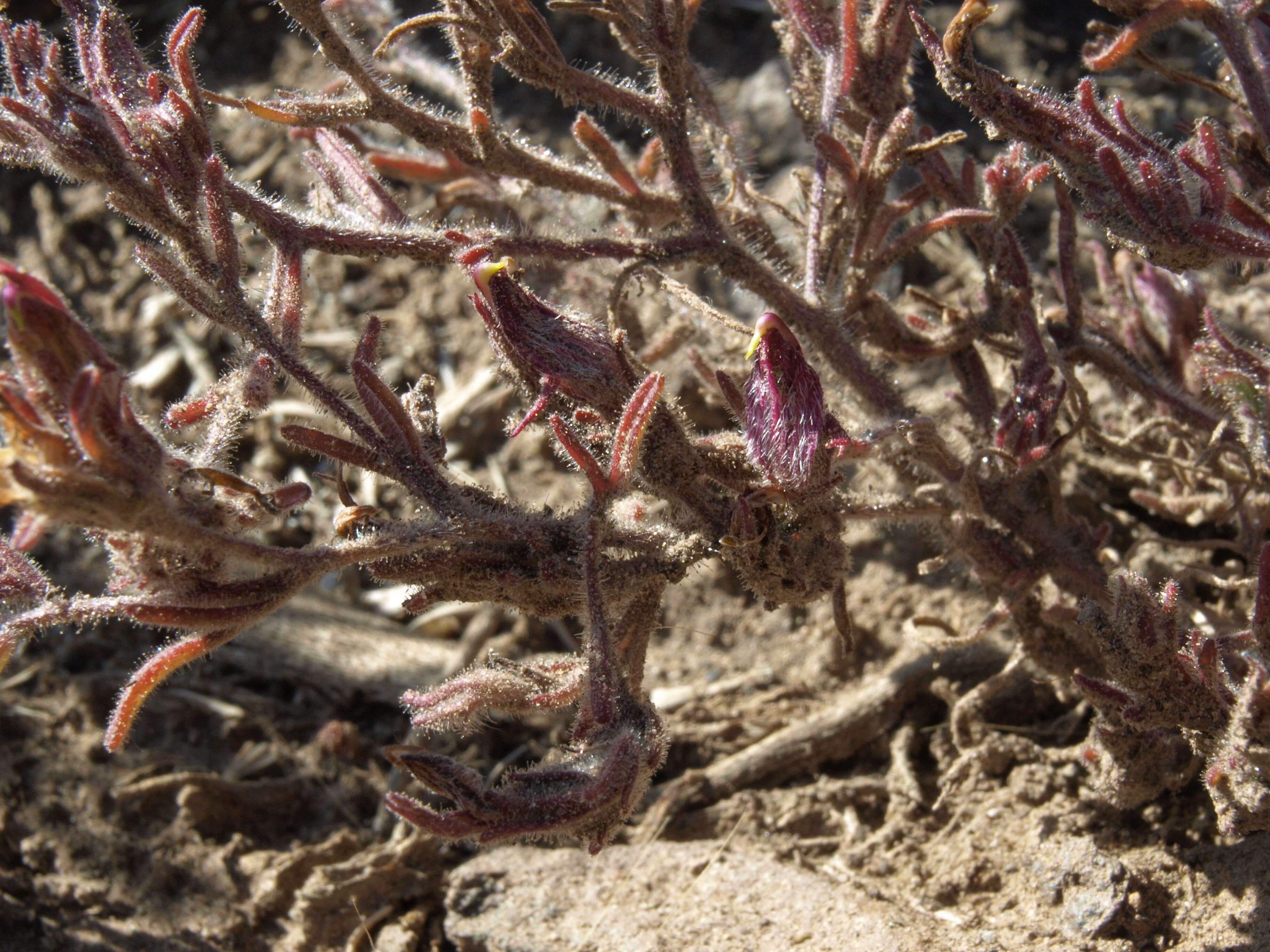 صورة Cordylanthus kingii subsp. helleri (Ferris) T. I. Chuang & L. R. Heckard