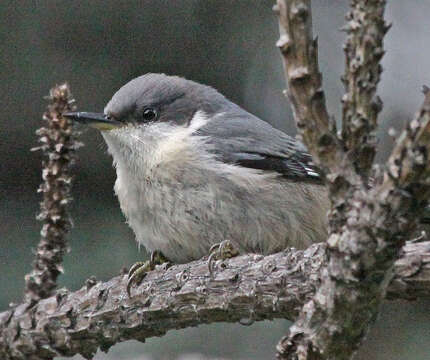 Image of Pygmy Nuthatch