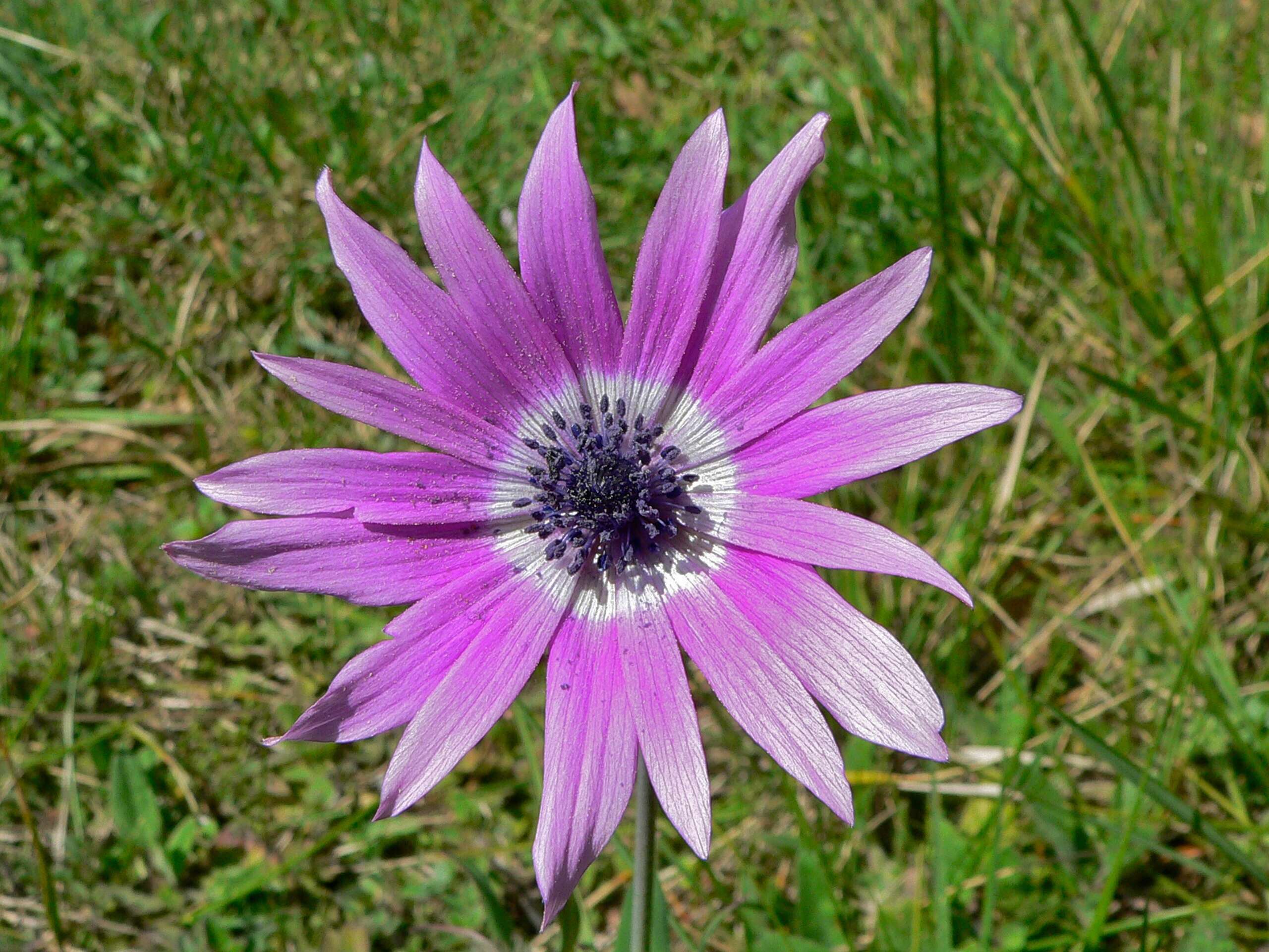 Image of broad-leaved anemone