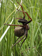 Plancia ëd Dolomedes fimbriatus (Clerck 1757)