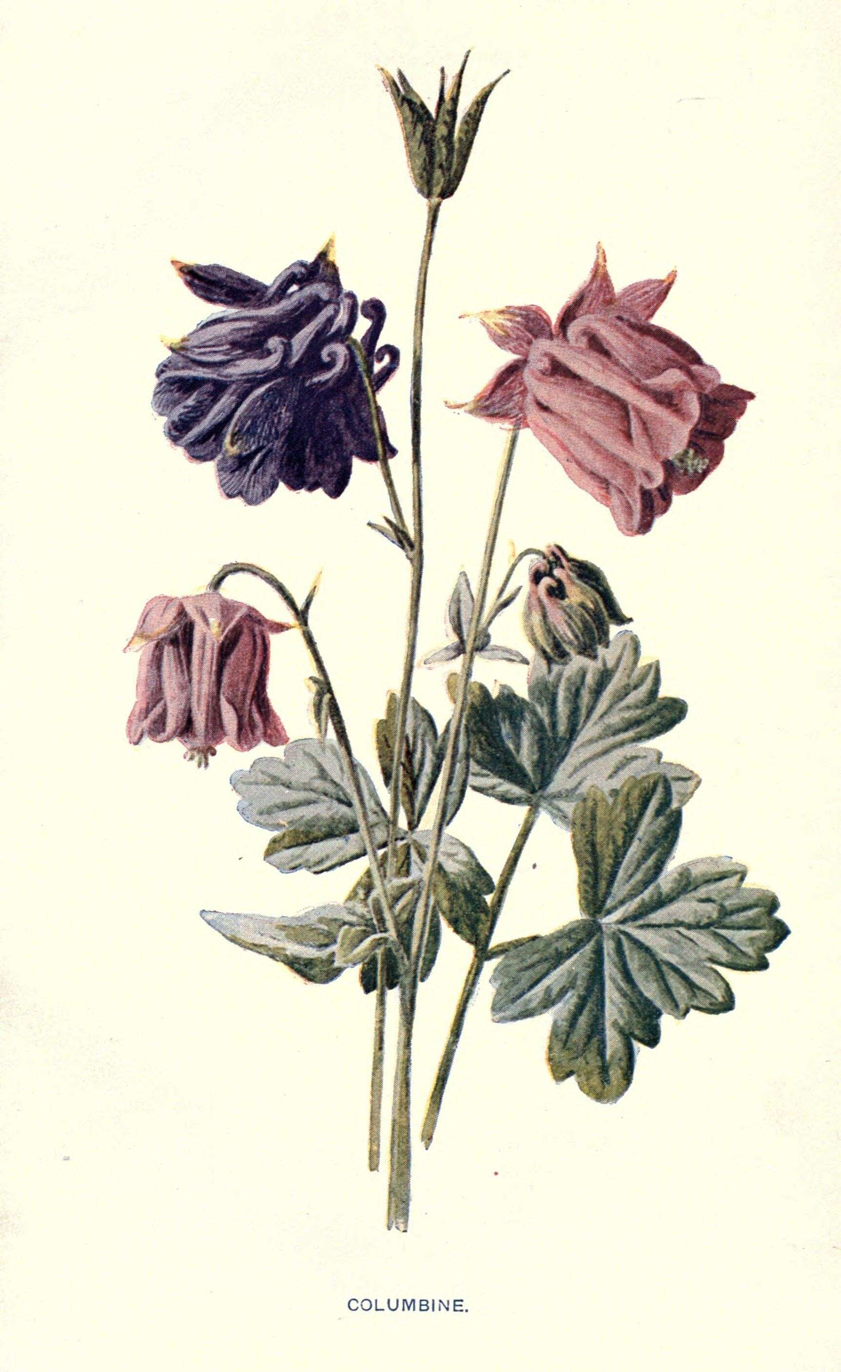 Image of columbine