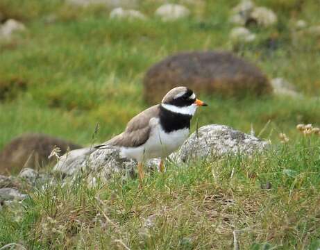 Image of ringed plover, common ringed plover