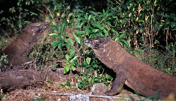 Image of Lace Monitor