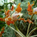 Image of Laelia undulata (Lindl.) L. O. Williams