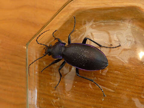 Image of true ground beetle genus