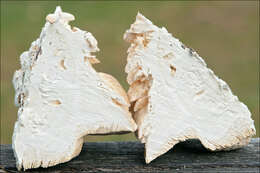 Image of Trametes