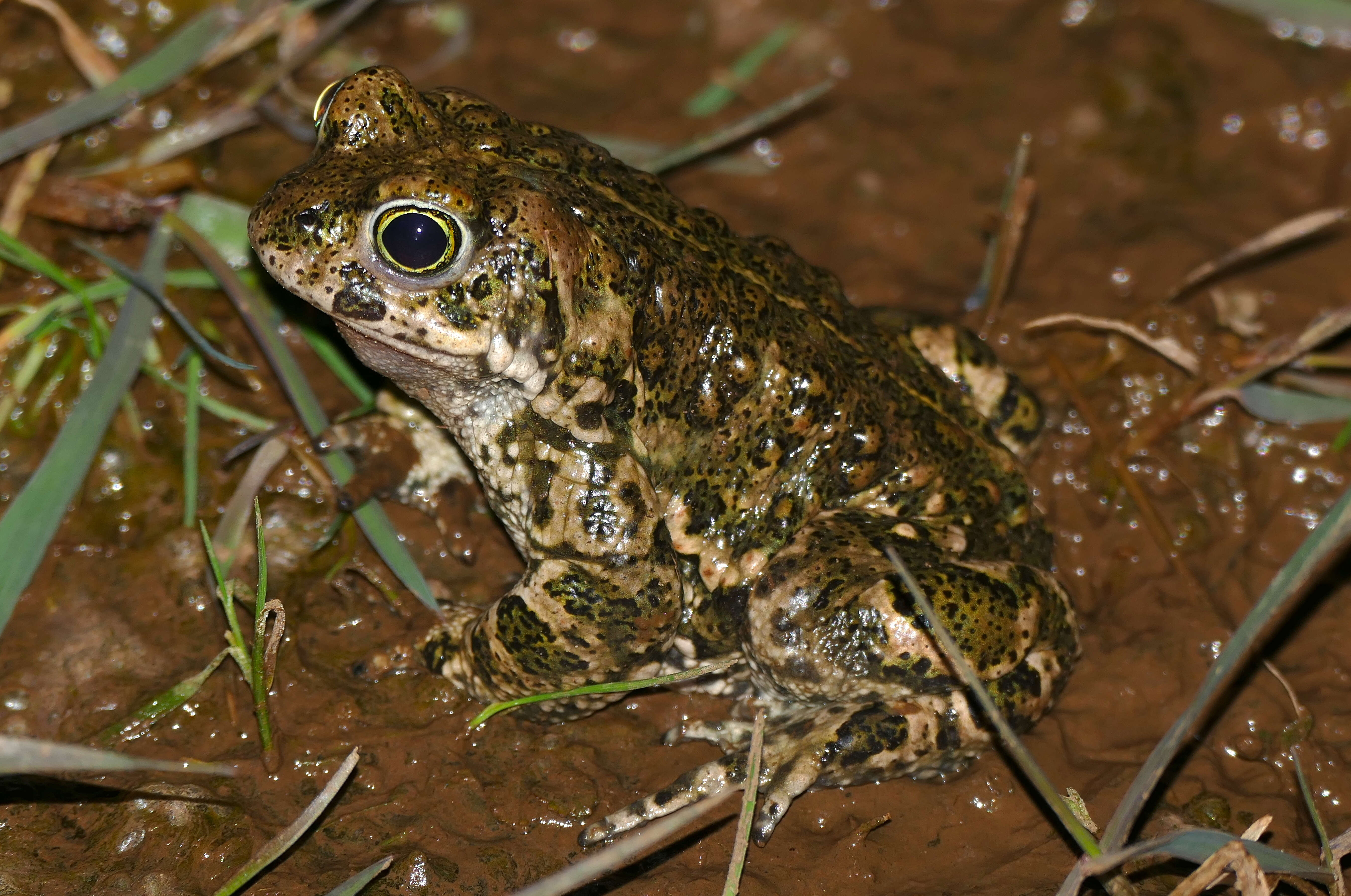 Image of Natterjack toad