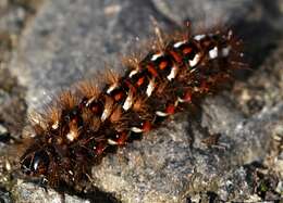 Image of Dagger Moths