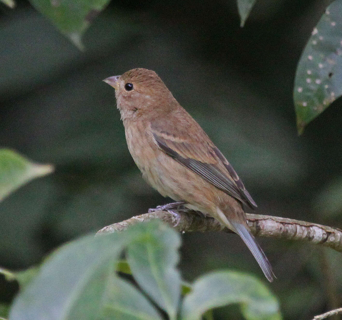 Image of Indigo Bunting