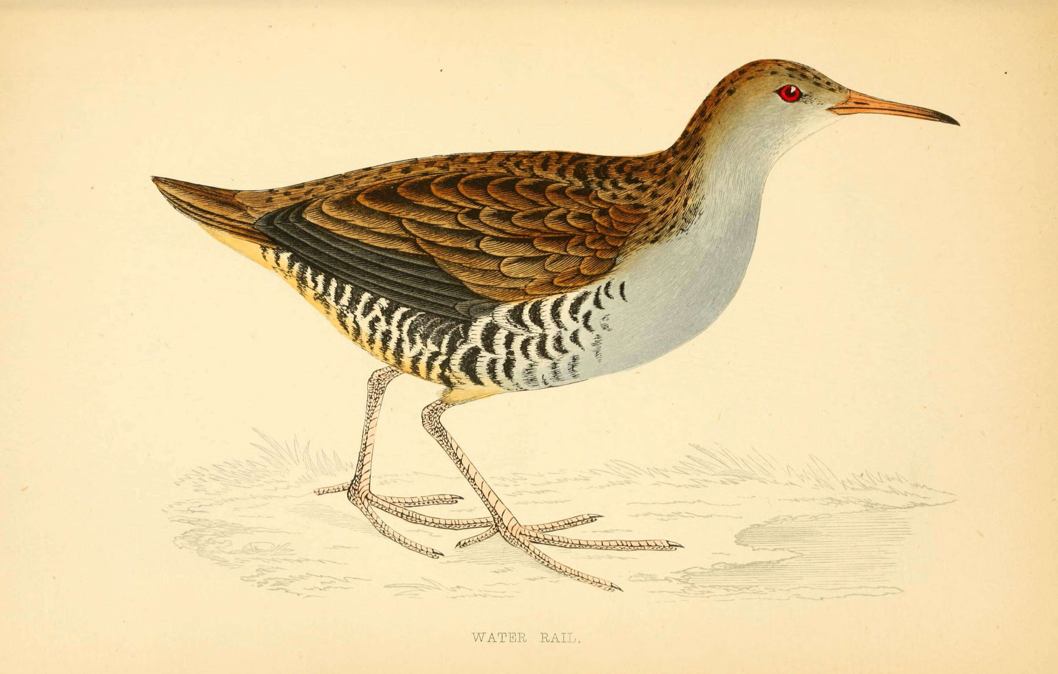 Image of Rallus Linnaeus 1758