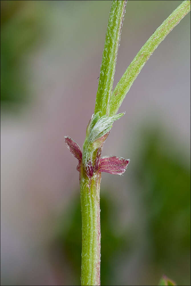 Imagem de Hippocrepis comosa L.