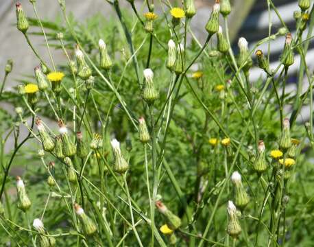 Lactuca canadensis L. resmi