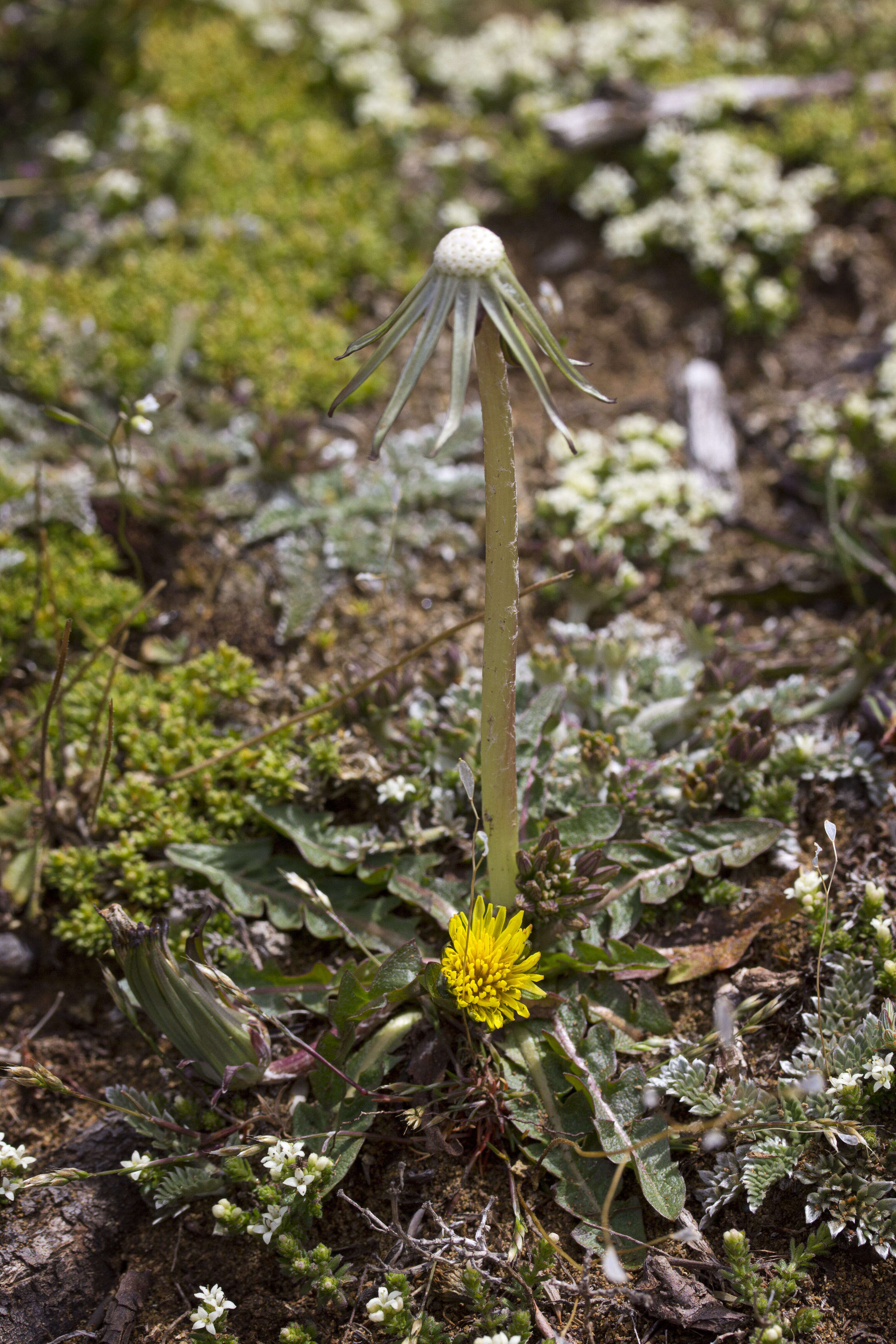 Слика од Taraxacum aristum Hagl. & G. Markl.