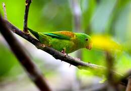 Image of Orange-chinned Parakeet