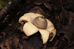 Image of Collared Earthstar