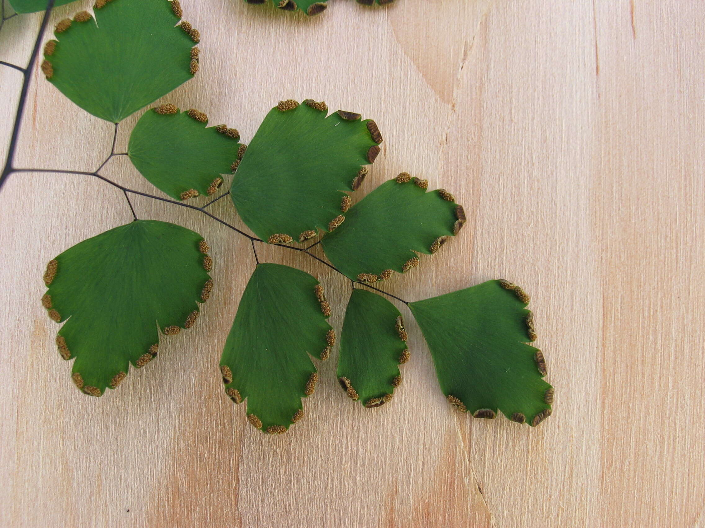 Image of maidenhair fern