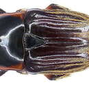 Image de Criodera tuberculicollis