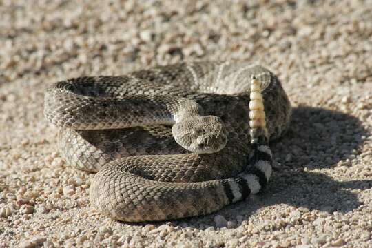 Image of Western Diamond-backed Rattlesnake