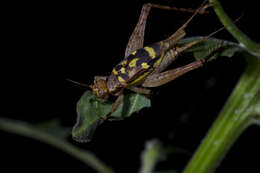 Image of Cardiodactylus guttulus (Matsumura & S. 1913)