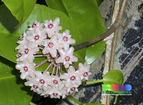 Image of Hoya acuta Haw.